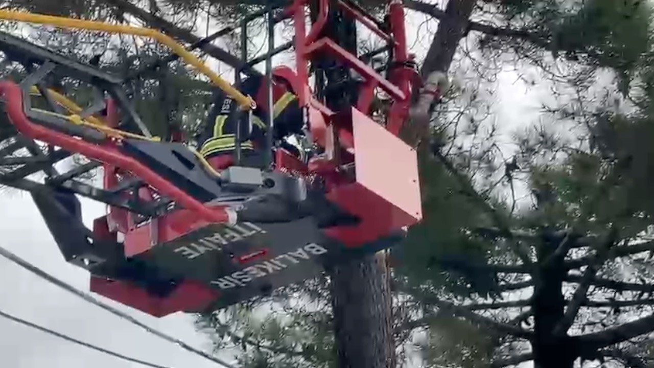 AĞAÇTA MAHSUR KALAN KEDİYİ İTFAİYE KURTARDI