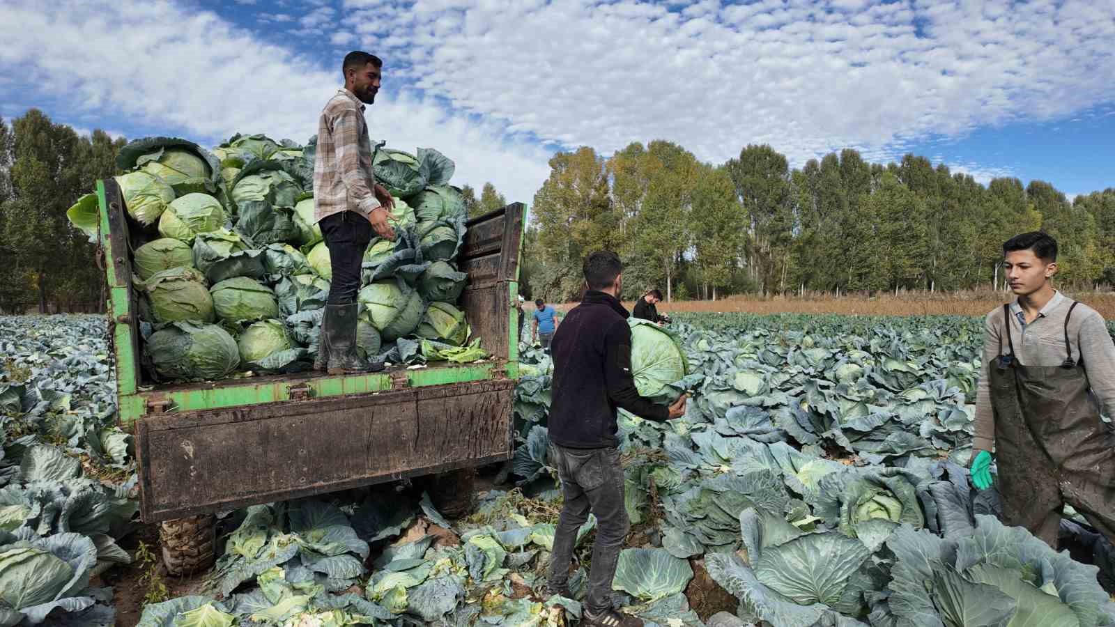 ERCİŞ’TE TESCİLLİ LAHANA HASADI BAŞLADI