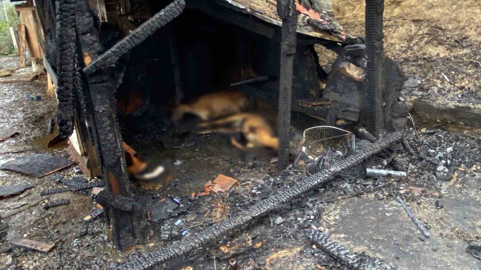 KOCAELİ’DE AHIR YANGINI: 34 HAYVAN TELEF OLDU