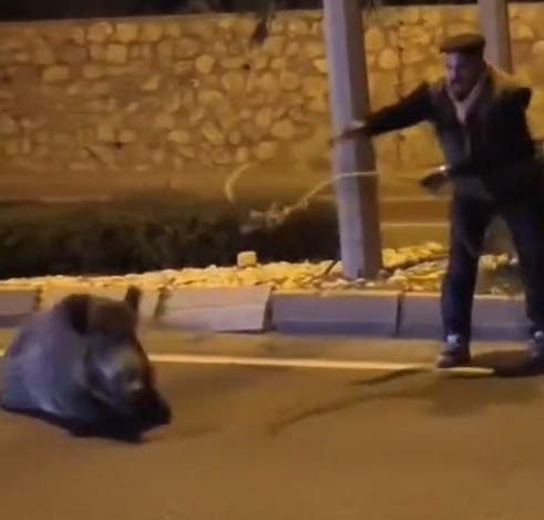 YABAN DOMUZUNU KEMENT ATARAK YAKALADI