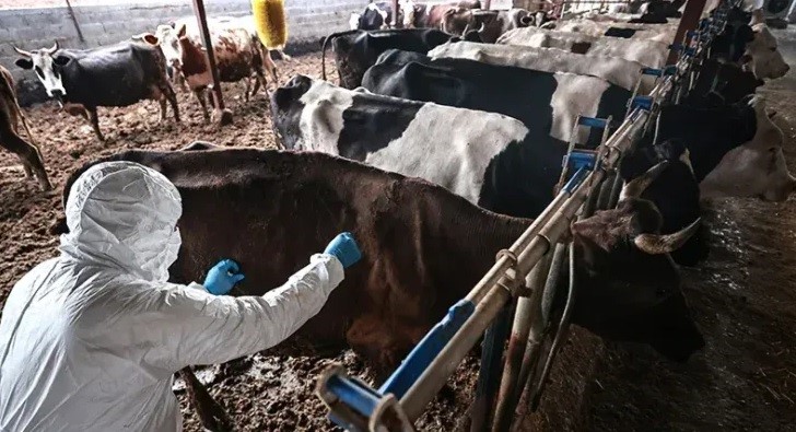ELBİSTAN’DA 5 MAHALLEDE ŞAP KARANTİNASI: HAYVAN GİRİŞ VE ÇIKIŞLARI YASAKLANDI